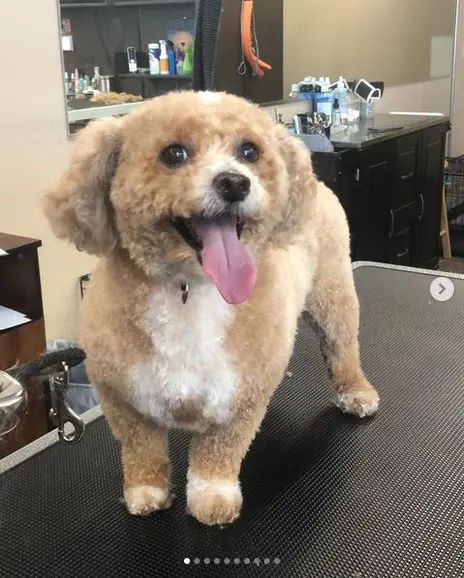 Ky Mobile Pet Grooming — photo from the business 3
