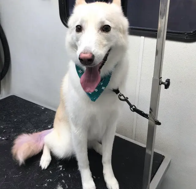 Ky Mobile Pet Grooming — photo from the business 5
