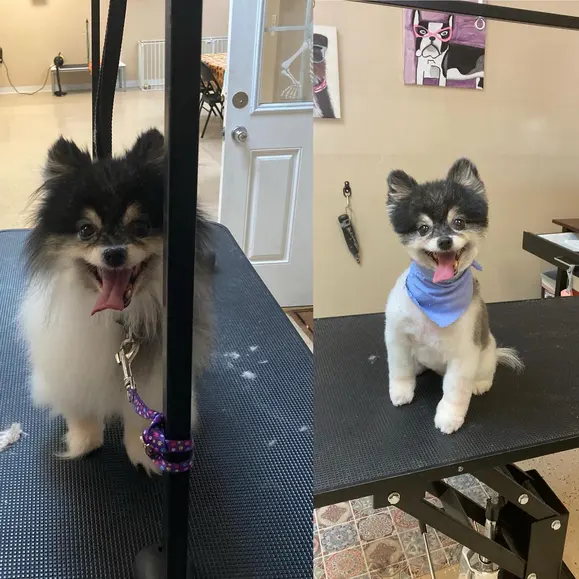 Ky Mobile Pet Grooming — photo from the business 10