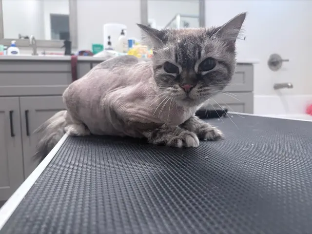 Ky Mobile Pet Grooming — photo from the business 9