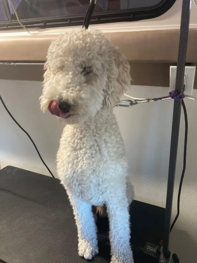 Ky Mobile Pet Grooming — photo from the business 4