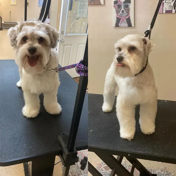 Ky Mobile Pet Grooming — photo from the business 7