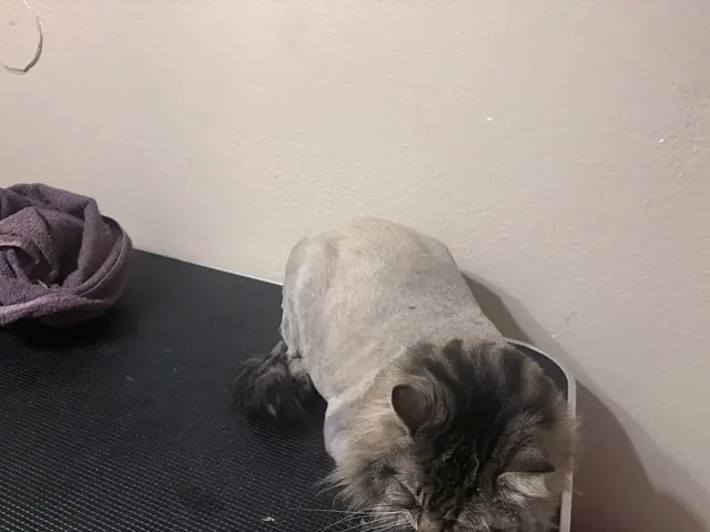 Ky Mobile Pet Grooming — photo from the business 8