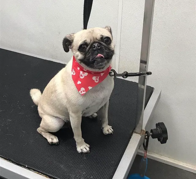 Ky Mobile Pet Grooming — photo from the business 11