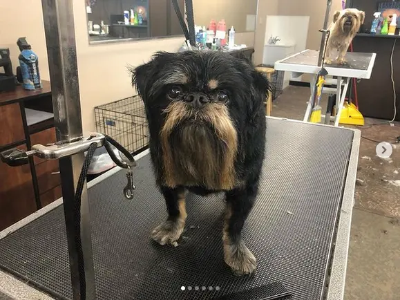 Ky Mobile Pet Grooming — photo from the business 12