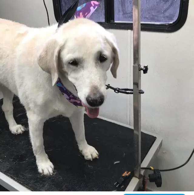 Ky Mobile Pet Grooming — photo from the business 2