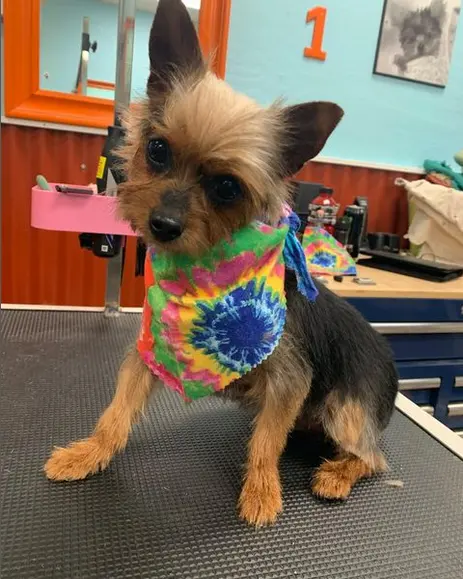 Ky Mobile Pet Grooming — photo from the business 6