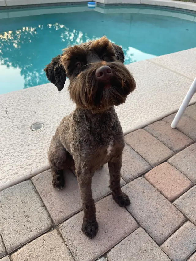 Above & Beyond Grooming — customer photo 5