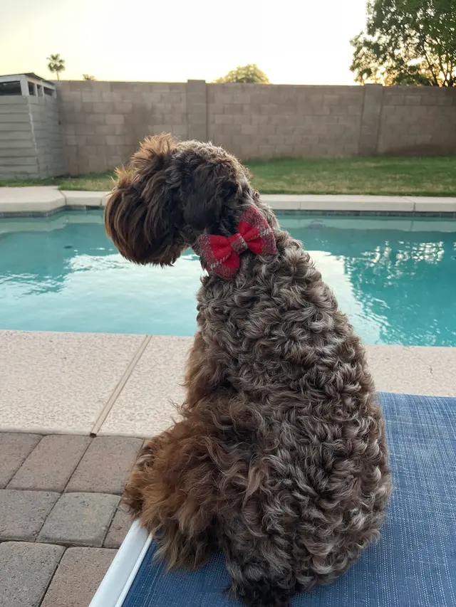 Above & Beyond Grooming — customer photo 2