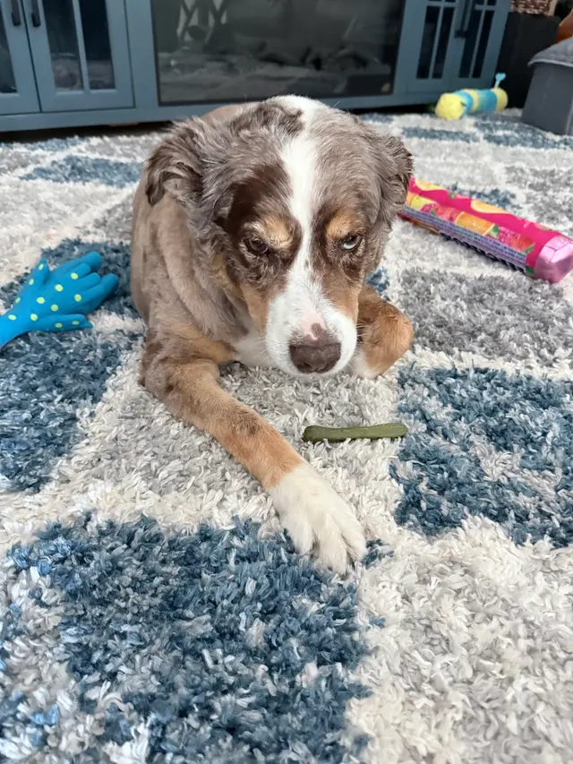 Above & Beyond Grooming — customer photo 4