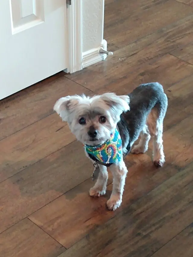 Above & Beyond Grooming — customer photo 6