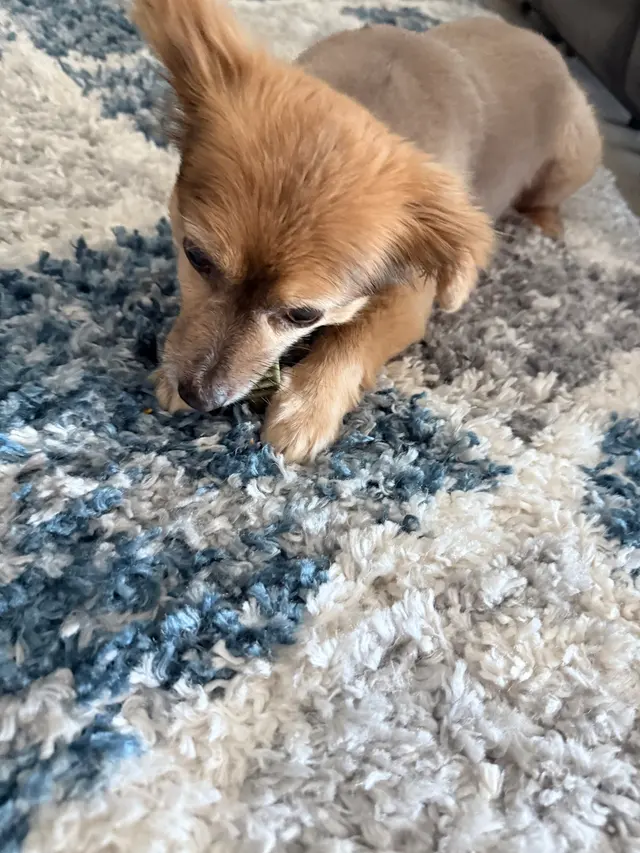 Above & Beyond Grooming — customer photo 7