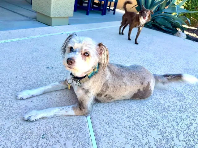 Above & Beyond Grooming — customer photo 3