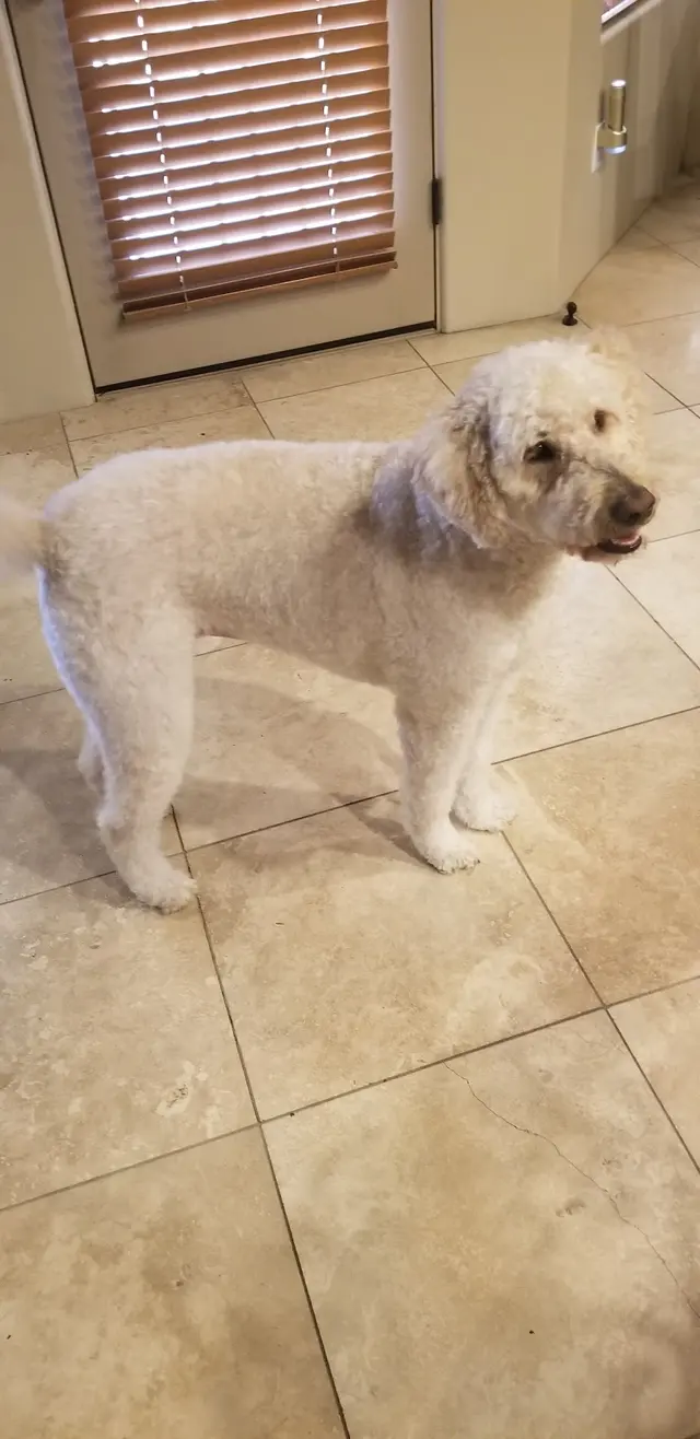 Above & Beyond Grooming — customer photo 12