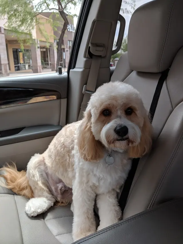 Above & Beyond Grooming — customer photo 8