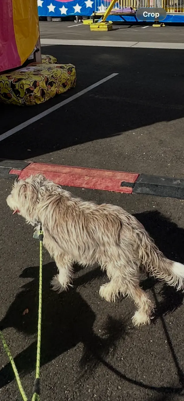Customer photo of work by Above & Beyond Grooming, from Courtney Jackson's review