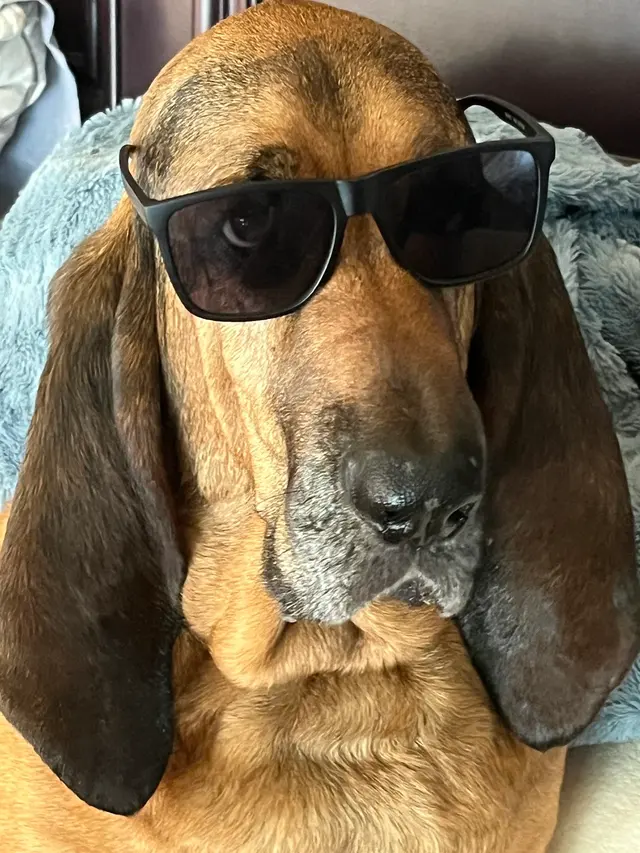 Animal Dermatology Clinic — customer photo 6