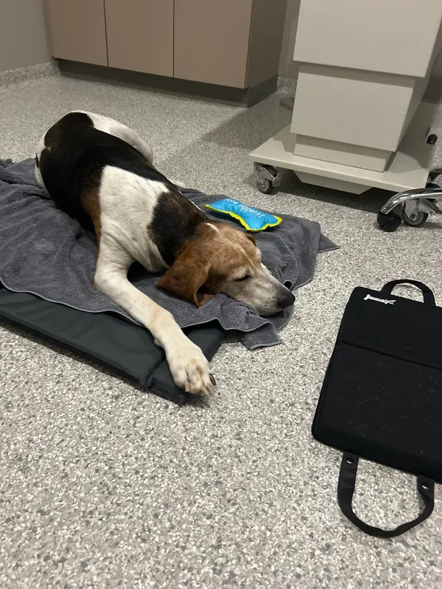 The Integrative Veterinary Clinic — customer photo 1
