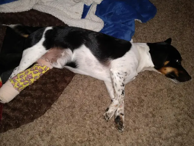 Stauffer Veterinary Surgical Center — customer photo 9