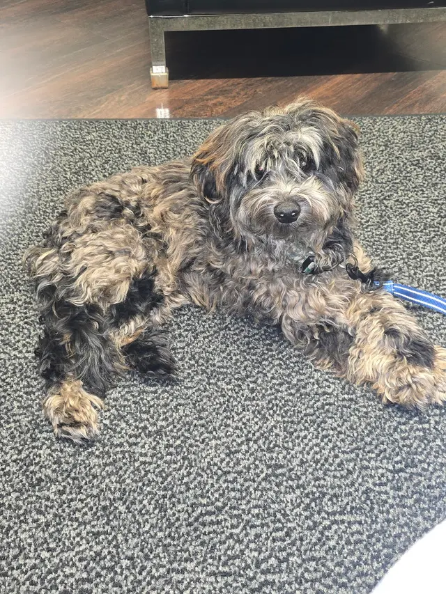 Stauffer Veterinary Surgical Center — customer photo 5