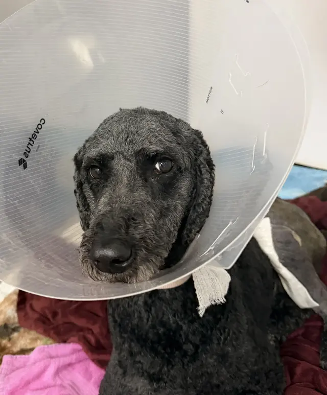Stauffer Veterinary Surgical Center — customer photo 1