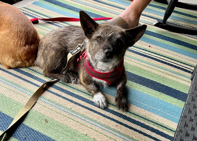 Stauffer Veterinary Surgical Center — customer photo 10