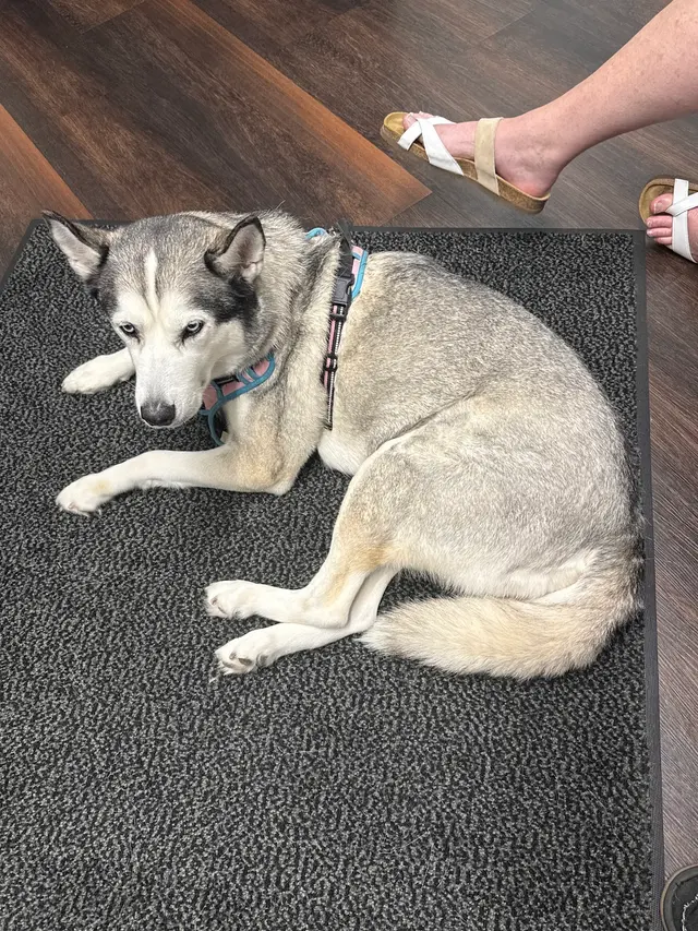 Stauffer Veterinary Surgical Center — customer photo 2