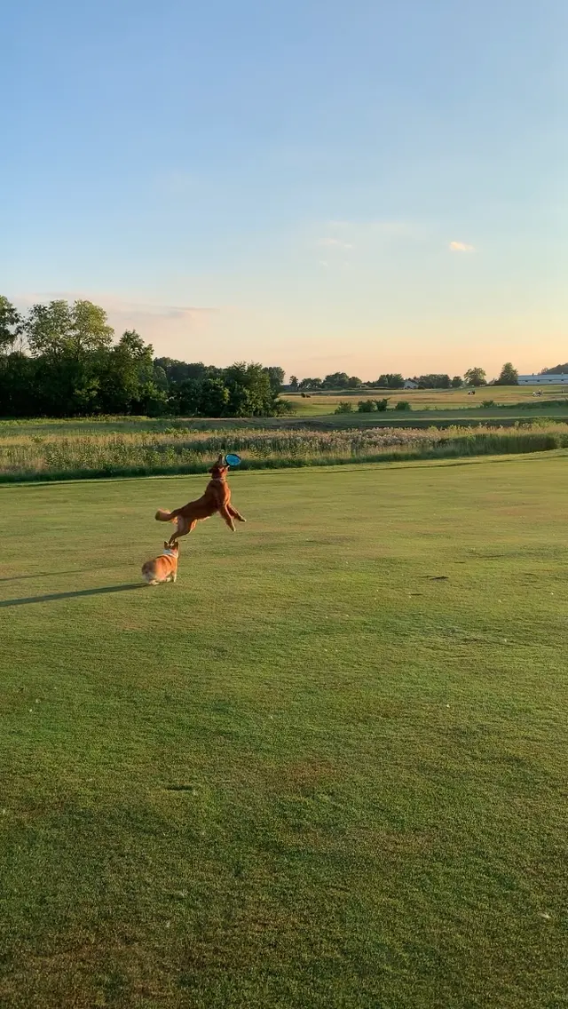 Stauffer Veterinary Surgical Center — customer photo 12