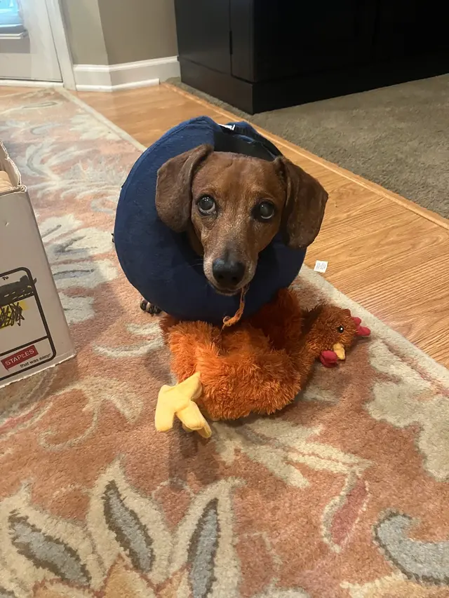 Stauffer Veterinary Surgical Center — customer photo 4