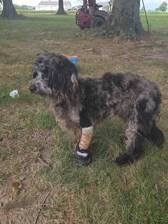 Customer photo of work by Stauffer Veterinary Surgical Center, from Amy Matzet's review
