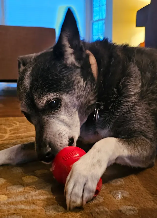 Customer photo of work by Stauffer Veterinary Surgical Center, from Kimberly Folkening's review