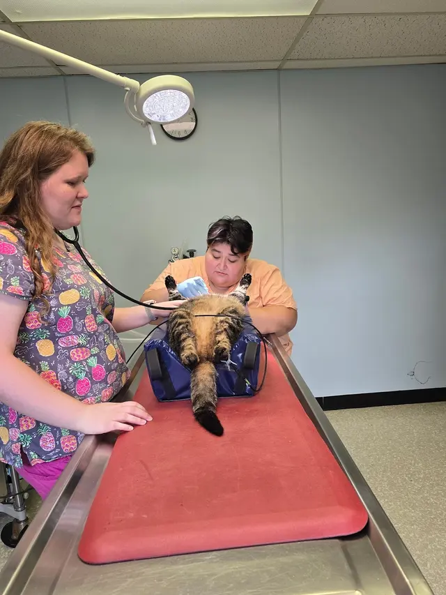 Shelby Street Animal Clinic — photo from the business 4