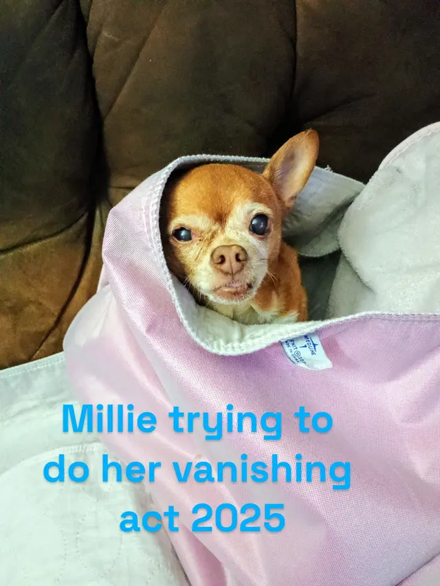 Shelby Street Animal Clinic — customer photo 10