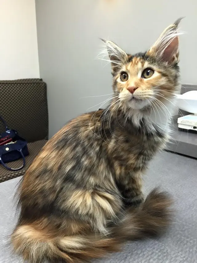 Broad Ripple Animal Clinic — photo from the business 10