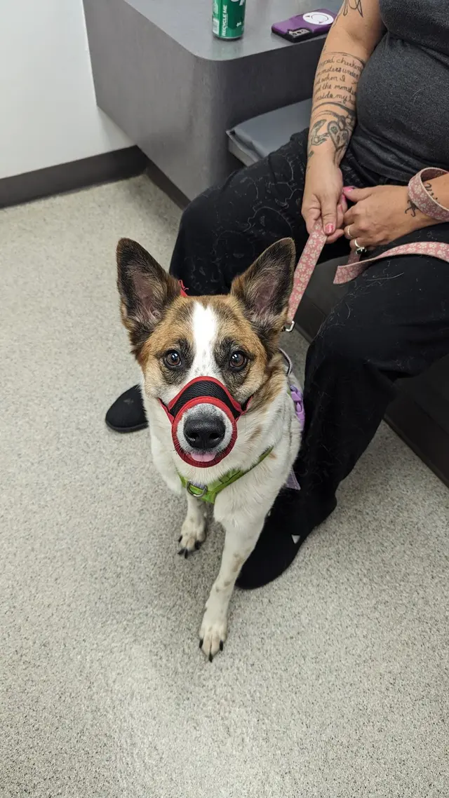 Broad Ripple Animal Clinic — customer photo 3