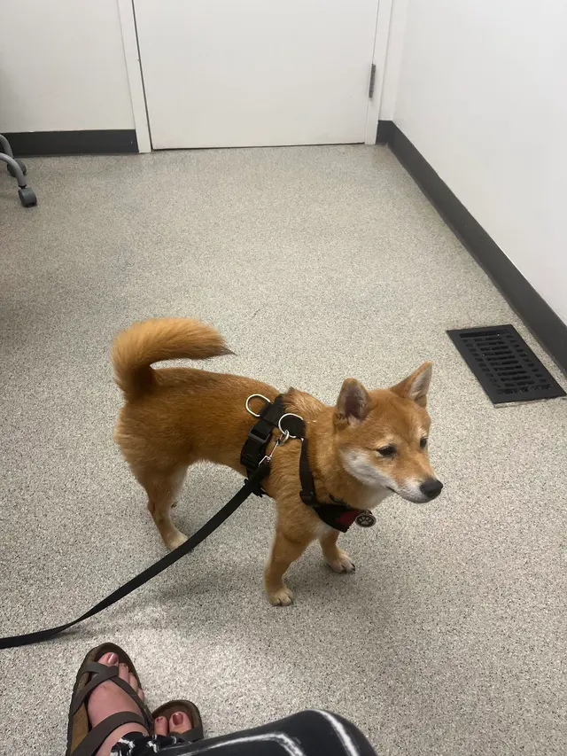 Broad Ripple Animal Clinic — customer photo 6