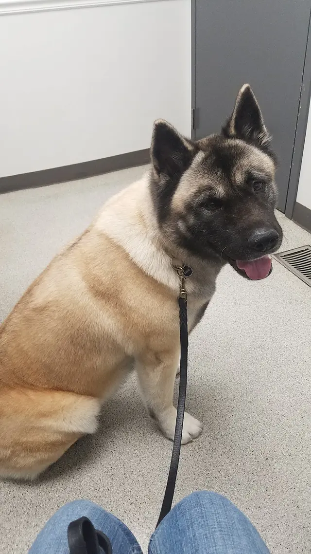 Broad Ripple Animal Clinic — customer photo 12