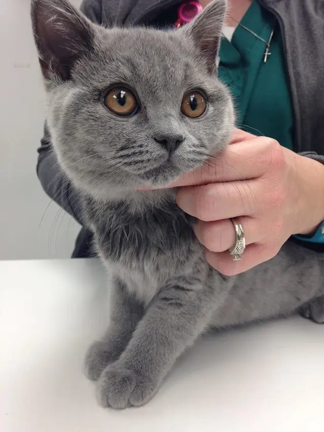 Broad Ripple Animal Clinic — photo from the business 11
