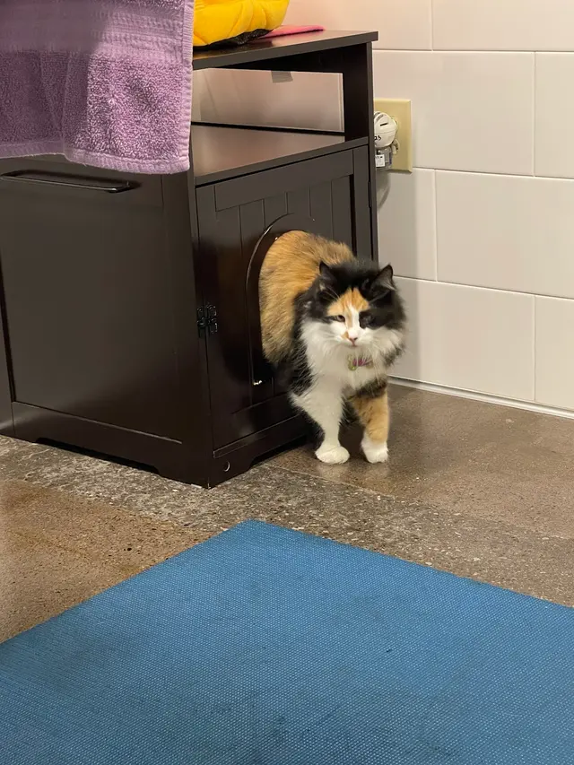 Northside Paws Veterinary Care — customer photo 3