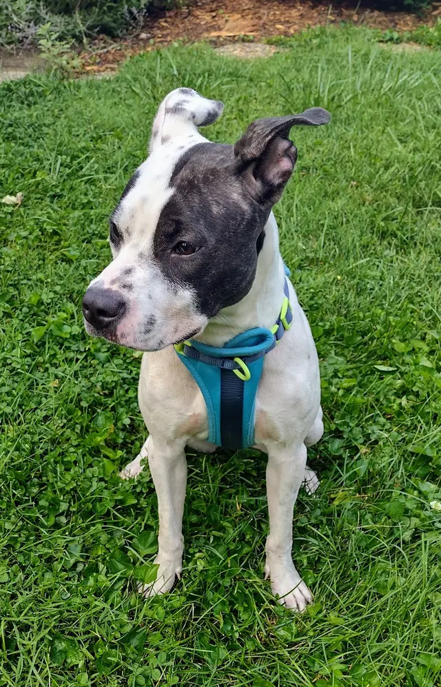 Northside Paws Veterinary Care — customer photo 2