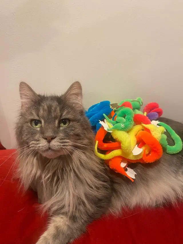 Northside Paws Veterinary Care — customer photo 10