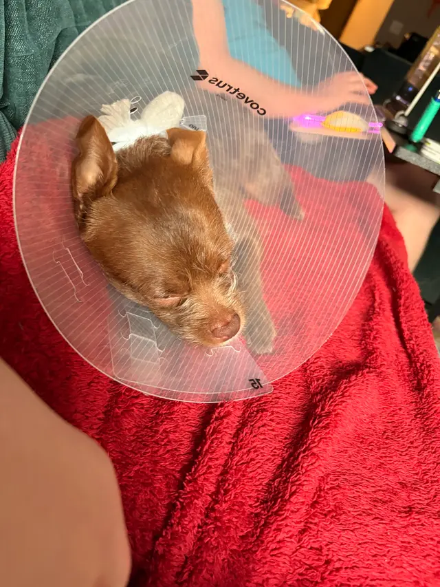 Customer photo of work by Northside Paws Veterinary Care, from Alex Cleveland's review