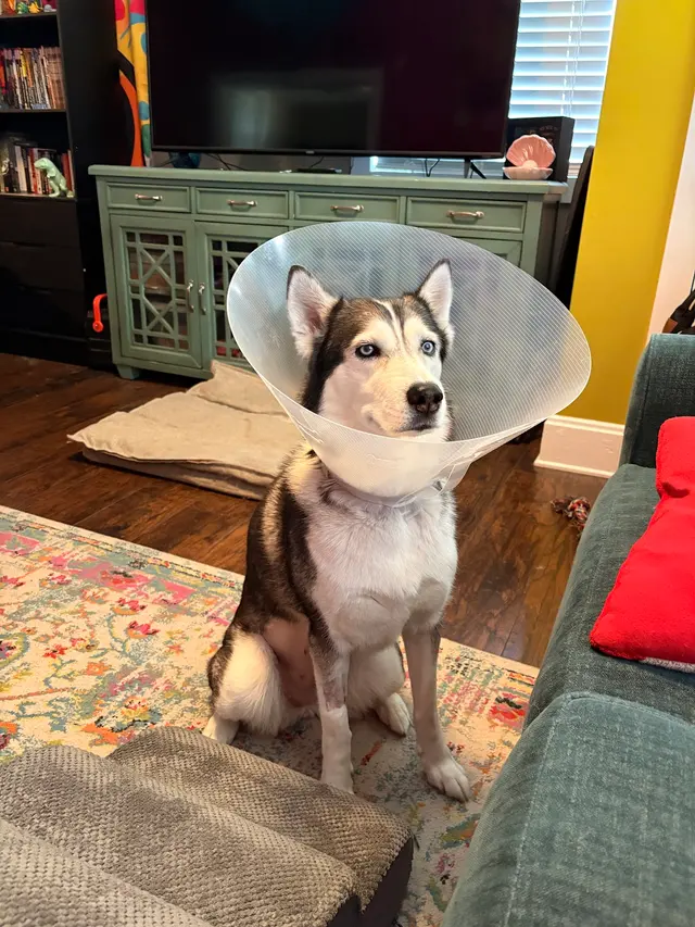 Northside Paws Veterinary Care — customer photo 6