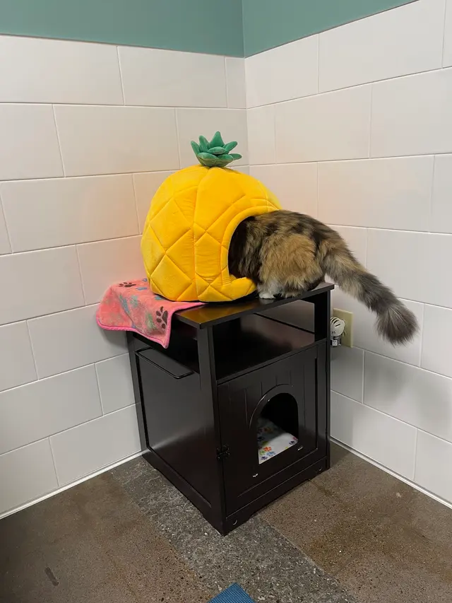 Northside Paws Veterinary Care — customer photo 9
