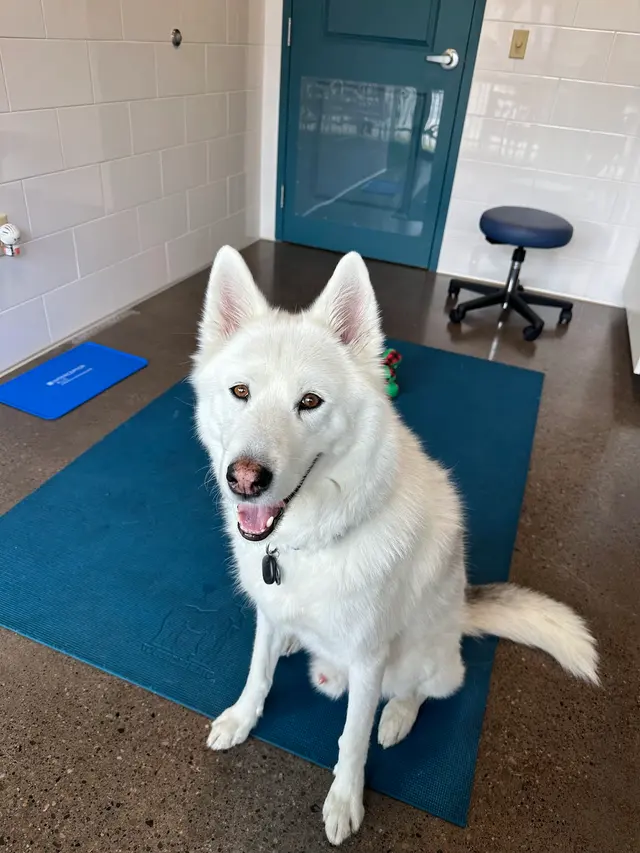 Northside Paws Veterinary Care — customer photo 7