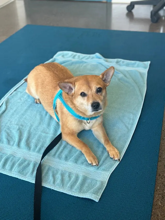Customer photo of work by Northside Paws Veterinary Care, from Grace Woerner's review