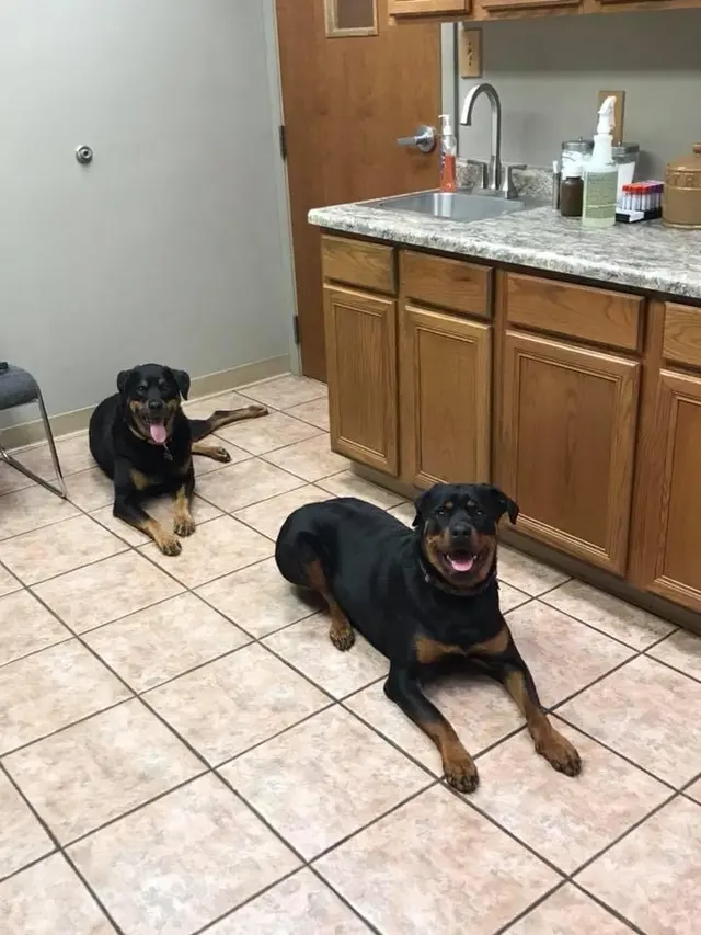 South Side Animal Hospital — customer photo 9