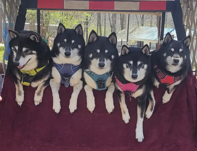 South Side Animal Hospital — customer photo 1