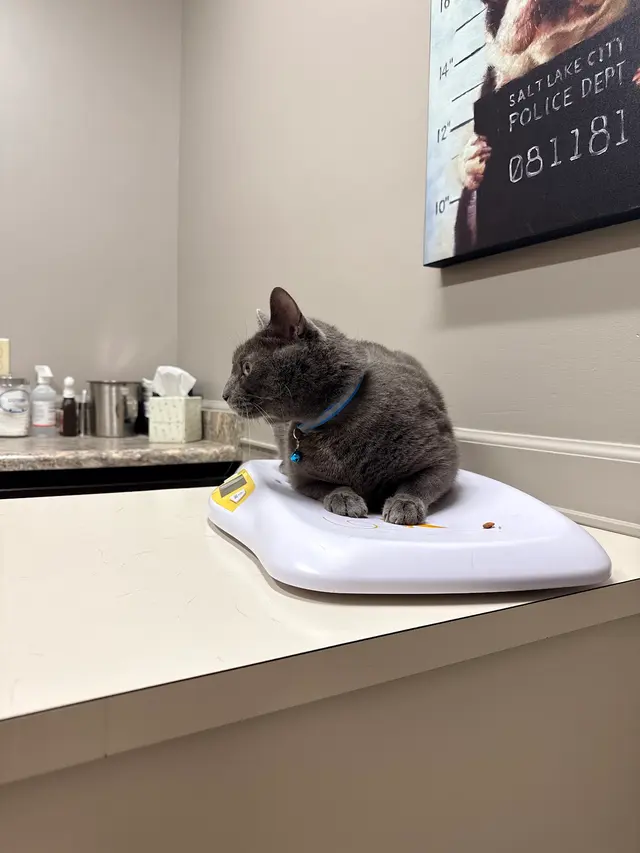 South Side Animal Hospital — customer photo 2