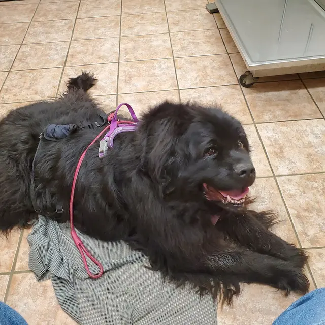 South Side Animal Hospital — customer photo 11